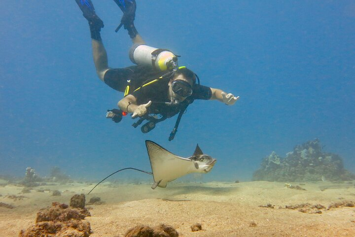 Dive with spotted eagle rays during your Scuba Review!